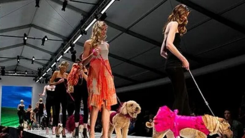 Pet Fashion News – Trends, Innovations and Insights that Shape the Industry