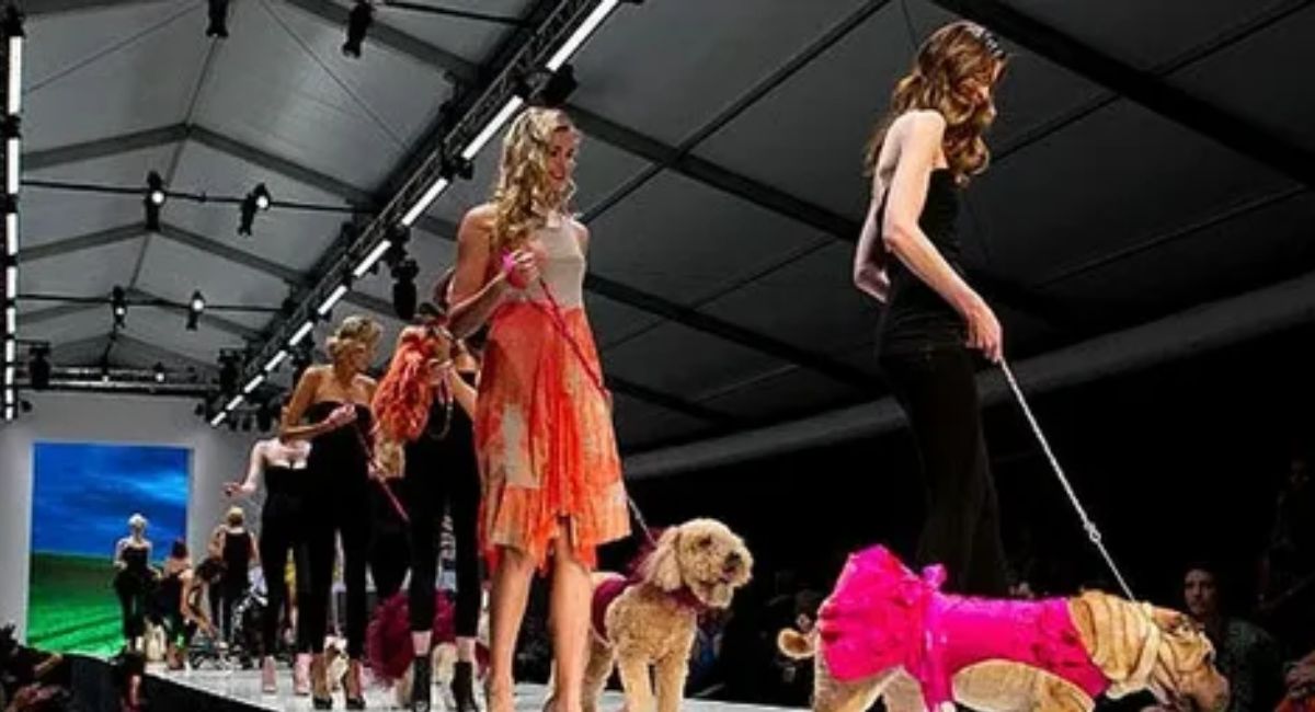 Pet Fashion News – Trends, Innovations and Insights that Shape the Industry