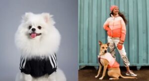 Pet Fashion News Today - Trending Styles and Accessories for 2026